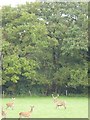 Deer by the Youlden Plantations