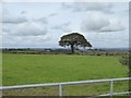 Lone tree in hedge south of Westacombe