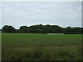 TM3898 : Grassland and woodland near Heckingham by JThomas