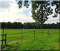 Upper Charloe Field/Lower Charloe Field