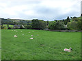 Sheep in a field, Marske