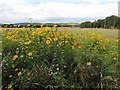 View from the Speyside Way near Balliemore