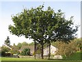 Millennium Tree, Ponteland