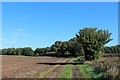 Track leading to Healaugh Lane