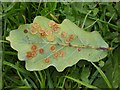 SO5063 : Common spangle gall on an oak leaf by Philip Halling