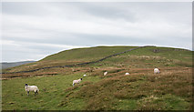 SD8492 : Sheep on moorland at Little Fell by Trevor Littlewood