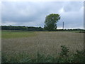 Crop field near Boundary Farm