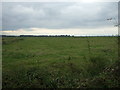 Grazing west of Haddiscoe Dam (A143)