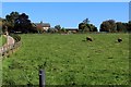 Pasture and Access Lane at Healaugh Grange