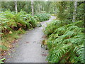 The Speyside Way near Kincraig