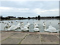 TQ6200 : Mute Swans on Lake in Princes Park by PAUL FARMER
