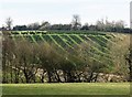 The Northdown Plantation of Sussex Trees off the A267