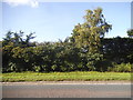 Trees by the A40 Northern Bypass, Cassington