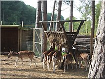 TR1763 : Fallow deer at Wildwood Discovery Park by Oast House Archive