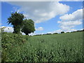 Footpath to Barton Hill