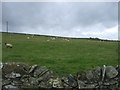 Hillside grazing near Langshaw