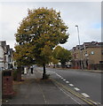 Autumn colours, Chepstow Road, Newport