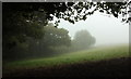 Misty field edge near Rowden