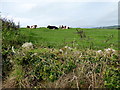 Cattle, Scarvagherin