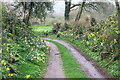 Daffodils by the Track