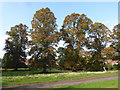 Autumn trees in Woolwich Old Cemetery