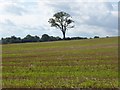 Tree in a stubble field