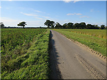 TG1119 : Road from Church Farm by Hugh Venables