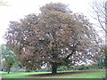 Unhappy Horse Chestnut at Clapham Park