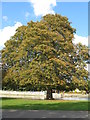 Horse Chestnut tree with leaf-miner