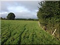 Field edge footpath