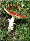 NT0160 : Fly Agaric (Amanita muscaria) by Anne Burgess
