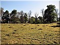 Ants nests in undisturbed pasture, Brickwall Deer Park, Northiam