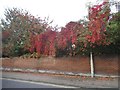 Autumn leaves in Baldock