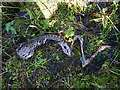 SD4972 : Remains of dead fawn, Warton Crag by Karl and Ali