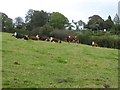 Cattle grazing east of Hangingcliff Wood