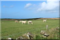 Cattle near North Lossat