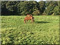 Grazing Horses