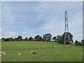 Sheep grazing under the pylon at Clamoak