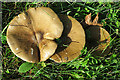 NO2627 : Fungus (2) by Anne Burgess