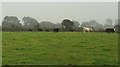 Cattle, Cotton