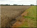 Standing wheat in late September