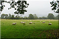 Sheep near Pont Cilan