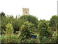 Over the runner beans - Abbotsbury