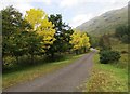 NM9184 : Birch trees in their autumn colours by Bill Kasman