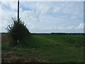 Crop field and hedgerow