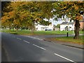 Autumn trees on Poolbrook Road