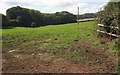 Cattle pasture above Clapham