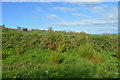 Hedge by the A387