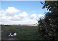 Field in Little Eversden