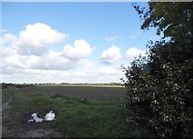 TL3753 : Field in Little Eversden by David Howard